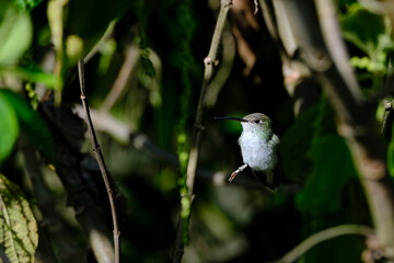 Fototapeta premium White-bellied Hummingbird (Elliotomyia chionogaster), small and beautiful, perched on branches around a bush, where its beautiful plumage can be seen. Peru.