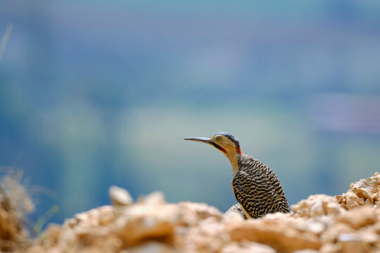 Andean Flicker (Colaptes rupicola), a mature woodpecker perched among the rocks with a beautiful view. Peru.