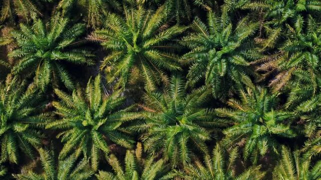 Top down aerial dense tropical jungle palm trees Phuket southern Thailand