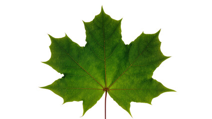 Fototapeta premium Vibrant green maple leaf, detailed with prominent veins, naturally isolated on a transparent background for autumn designs and nature-themed projects PNG