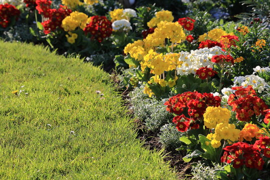 Bright yellow and red primroses blooms create a colorful garden path on a sunny spring day