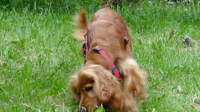 golden-red dog plays with ball in green grass on  walk, companion, friend, English Cocker Spaniel, funny face, curly ears, active, gnaws a toy, young, pet