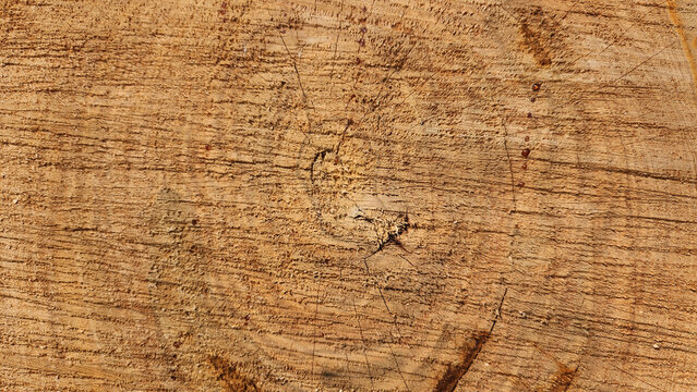 Cut stump texture of blue cedar or Arizona cedar shows detailed growth rings, rough bark edges, and natural wood grain, often used in design, forestry studies, and realistic nature renders for its ric