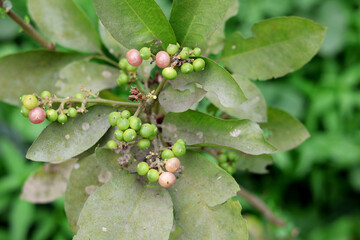 Fototapeta premium Wild Plant with Green and Pink Berries