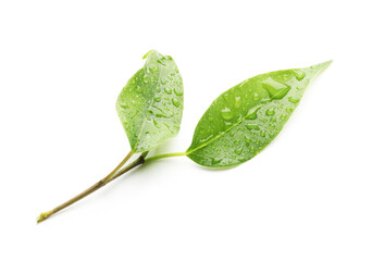 Branch with wet fresh green citrus leaves isolated on white