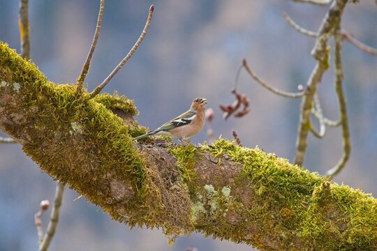 beautiful chaffinch on a branch in early spring