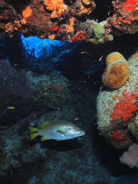 Yellowtail snapper swimming through coral reef canyon