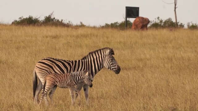 Plains Zebra Foal Nursing from Mother in Gondwana Game Reserve, South Africa