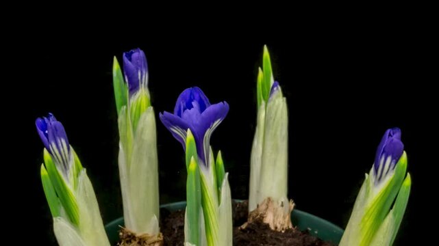 Time lapse blooming blue Crocus flowers, isolated on black background