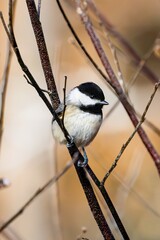 Carolina Chickadee in Bush © JStinnett