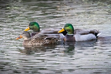 Fototapeta premium ducks in the water