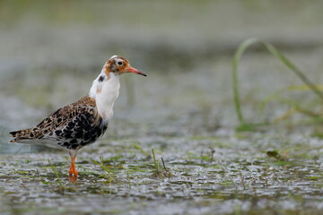 Ruff (Calidris pugnax) in Breeding Plumage in Narew and Biebrza Wetlands, Poland © psobas