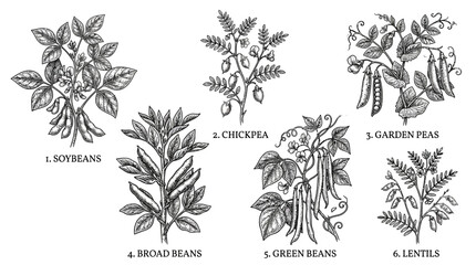 Botanical illustrations of various bean plants including soybeans, broad beans, chickpeas, and green beans © Rishi
