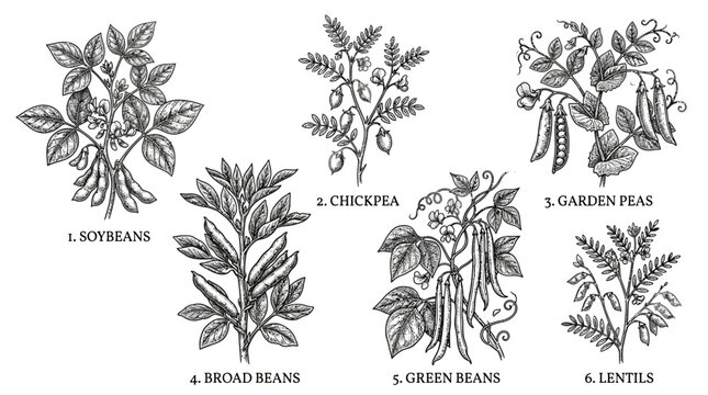 Botanical illustrations of various bean plants including soybeans, broad beans, chickpeas, and green beans