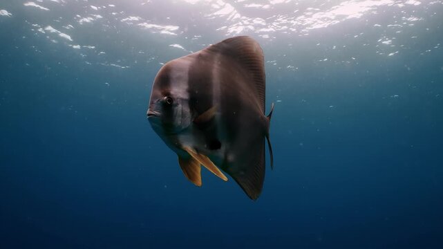 Underwater view of a solitary batfish swimming gracefully in clear blue ocean water