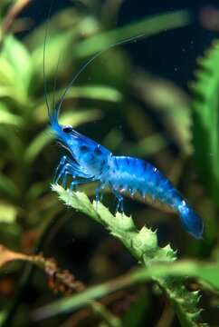 Macro photography of a brilliant blue velvet shrimp on a green aquatic plant leaf in a freshwater aquarium.