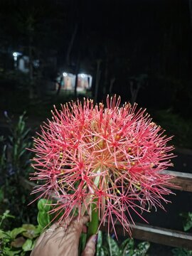 Bunga Blood Lily (Scadoxus multiflorus) memiliki bentuk unik menyerupai bola kembang api dengan warna merah cerah yang mencolok. Terdiri dari ratusan benang sari tipis yang memancar keluar, bunga ini 