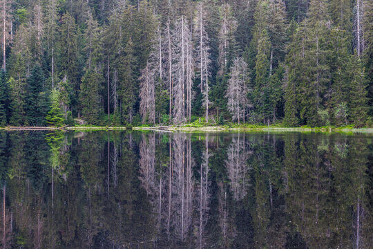Wilder See, Wildsee in Blackforest nationalpark germany with a mirror lake and forest tree old trees death trees, lonely green 