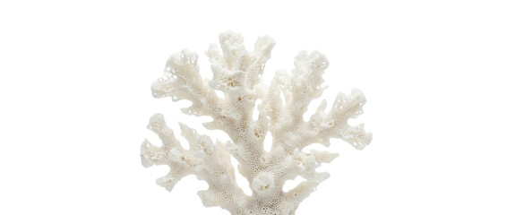 Fototapeta premium White Coral Branch Isolated on White Background
