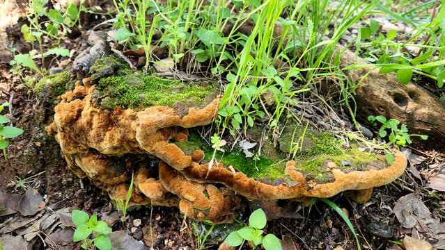 Tufted Bracket (Fuscoporia torulosa, formerly Phellinus torulosus): This species is a very strong match for the moss-covered, perennial brackets shown. It often grows at the base of trees