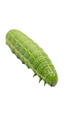 Fototapeta premium Detailed Green Caterpillar Isolated on White Background