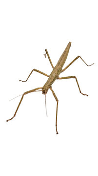 Detailed Closeup of a Tropical Insect Phasmid on White