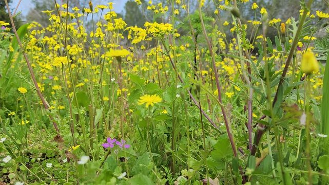 Eastern groundsel (Senecio vernalis) is one of the indispensable beauties of early spring in Mediterranean countryside with its bright yellow color, but it is also a troublesome weed for farmers.