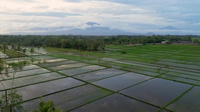Aerial panoramic view of Kawi and Arjuno mountains peak over lush green rice fields in East Java.