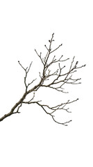 Fototapeta premium Abstract geometric tree branch on white background