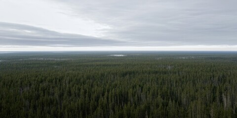 Fototapeta premium Vast forest extends horizon. Dark green trees dominate landscape under cloudy sky. Distant water visible, muted tones present.