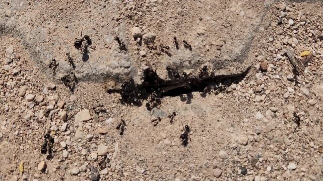 During the period called the nuptial flight, male ants have wings to fly alongside potential queen ants and mate, and they reproduce from unfertilized eggs.