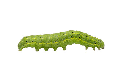 Obraz premium Green caterpillar with yellow stripes and black spots