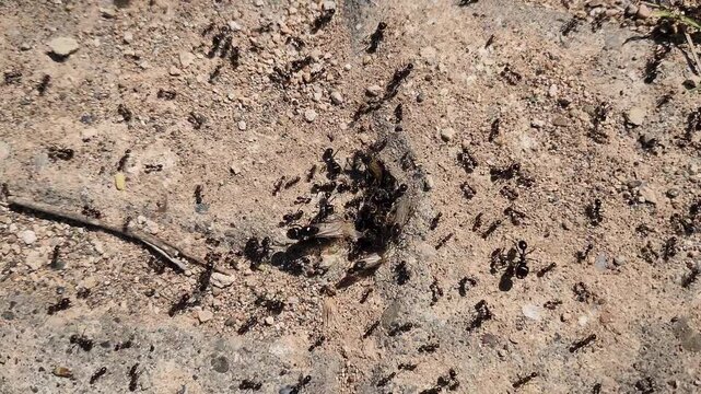 During the period called the nuptial flight, male ants have wings to fly alongside potential queen ants and mate, and they reproduce from unfertilized eggs.