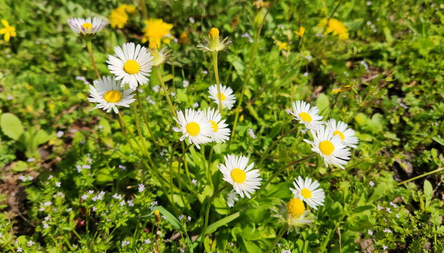 Bellis perennis is a low-growing perennial with white capitulum flowers, symbolizing innocence and childhood.