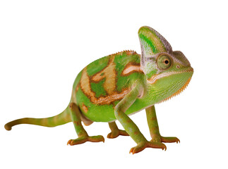 Obraz premium Vibrant green and brown veiled chameleon, a captivating reptile with intricate skin patterns, isolated on transparent background, studio shot PNG