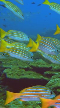 A mesmerizing exploration showing a school of yellowtail snapper swimming near coral reefs. Captured in slow motion underwater during the afternoon in the Caribbean Sea.