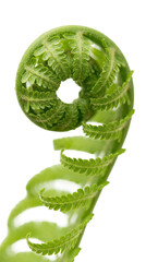 Naklejka premium Fresh green fern frond unfurling