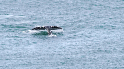 Fototapeta premium Fluke Of A Gray Whale (Eschrichtius Robustus)