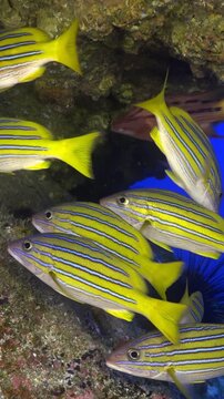 Observe a school of vibrant yellow and silver fish with dark stripes as they gracefully navigate a coral reef. The underwater world comes alive as these creatures move in slow motion.