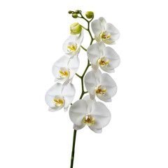 Fototapeta premium White Orchid Flower Stem With Buds Isolated