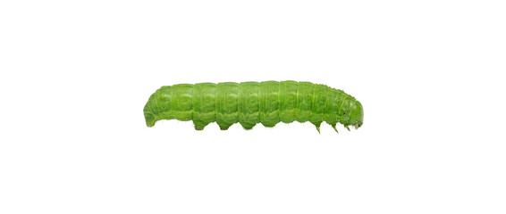 Obraz premium Green Caterpillar Insect Isolated White Background
