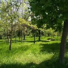 Obraz premium tree in the park