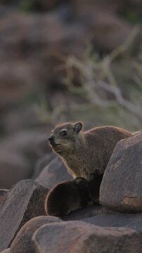 Female rock hyrax resting on warm African rocks with her young babies in Namibia, small mammals gathered in their natural habitat among stones, showing family behavior and wildlife life in the African