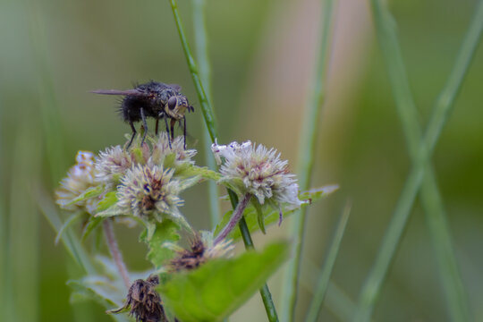 Mosca preta polinizando uma flor