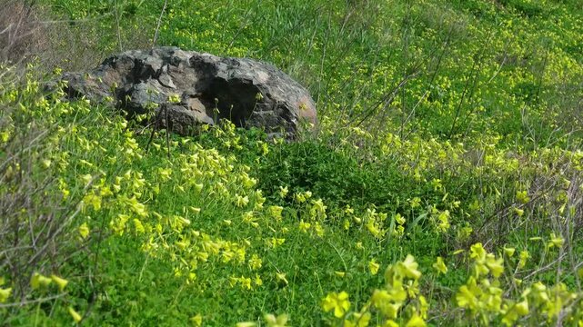 Yellow wildflowers swaying in the wind around a large rock