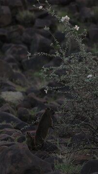 Group of rock hyraxes sitting on large rocks during a warm African sunset in Namibia, small mammals gathering together on a rocky landscape, watching surroundings in their natural wildlife habitat.