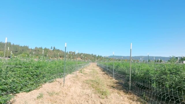 Cannabis Farm near Medford, OR - Drone