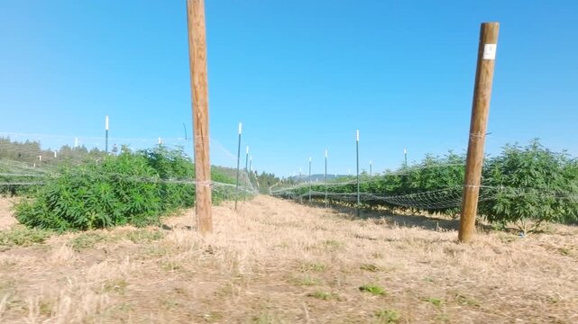 Cannabis Farm near Medford, OR - Drone
