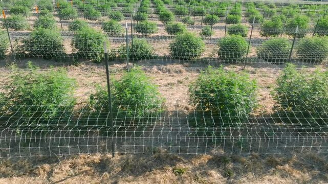 Cannabis Farm near Medford, OR - Drone