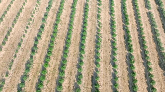 Cannabis Farm near Medford, OR - Drone